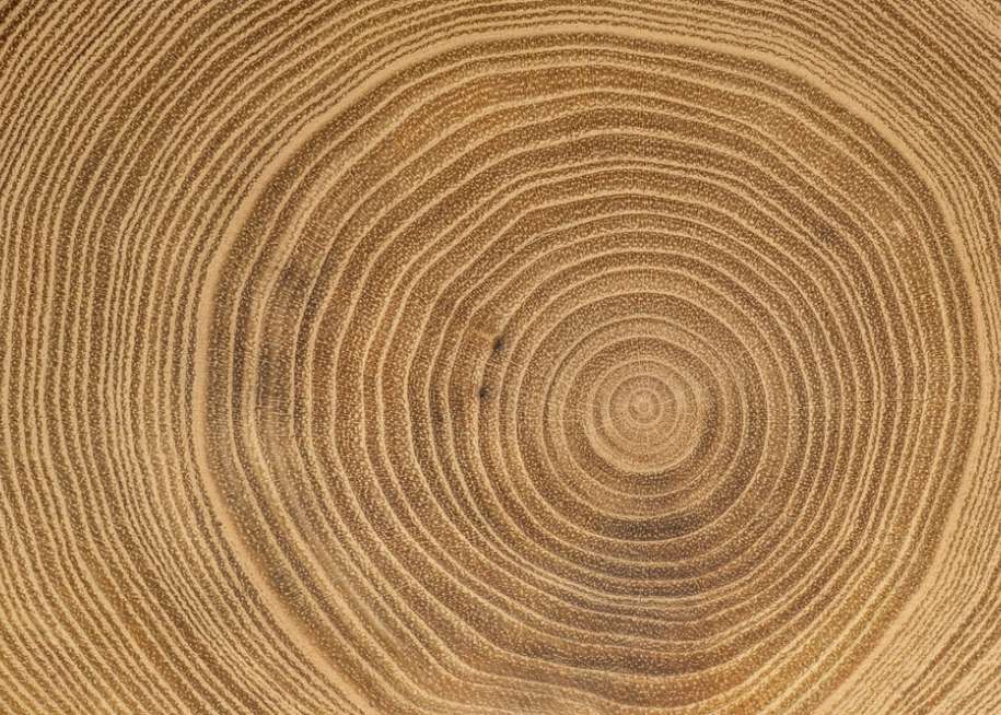 SUSTA Trade Mission Forest Products  to North Carolina and Tennessee